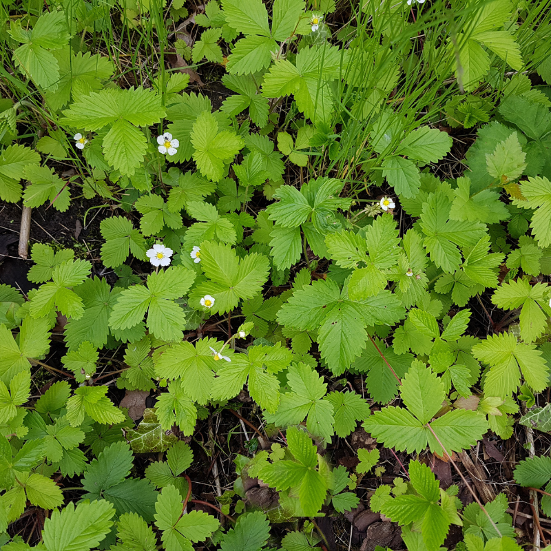 Fragaria Vesca, Woodland Strawberry, Alpine strawberry seeds - 150