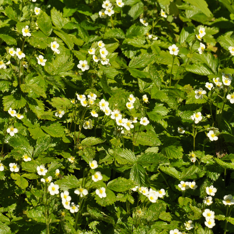 Fragaria Vesca, Woodland Strawberry, Alpine strawberry seeds - 150
