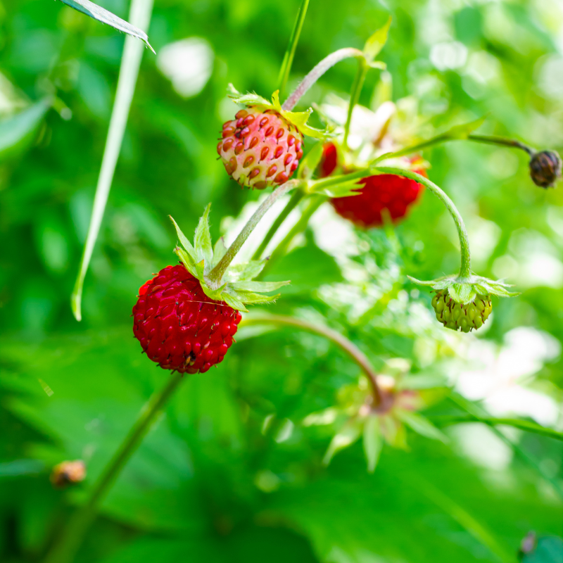 Fragaria Vesca, Woodland Strawberry, Alpine strawberry seeds - 150