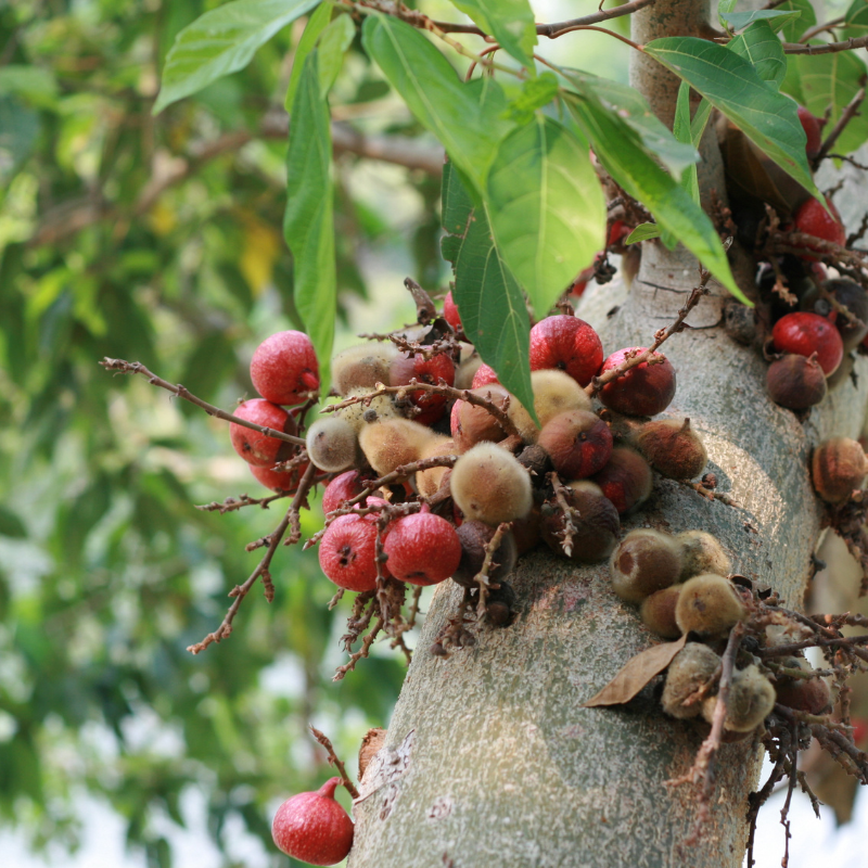 Himalayan Fig, Punjab fig, Ficus Palmata seeds - 50