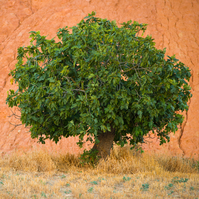Himalayan Fig, Punjab fig, Ficus Palmata seeds - 50