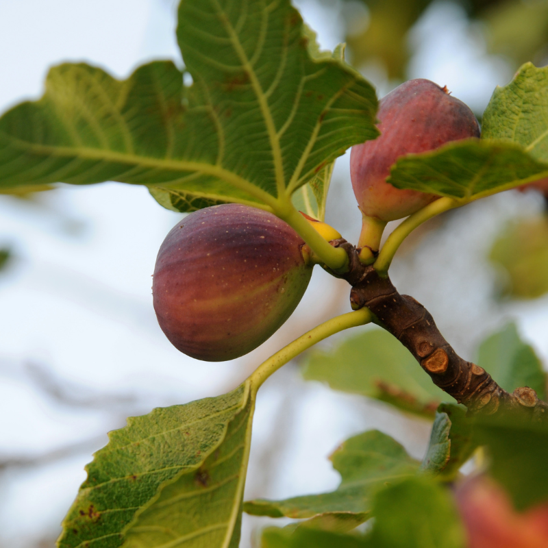 Himalayan Fig, Punjab fig, Ficus Palmata seeds - 50