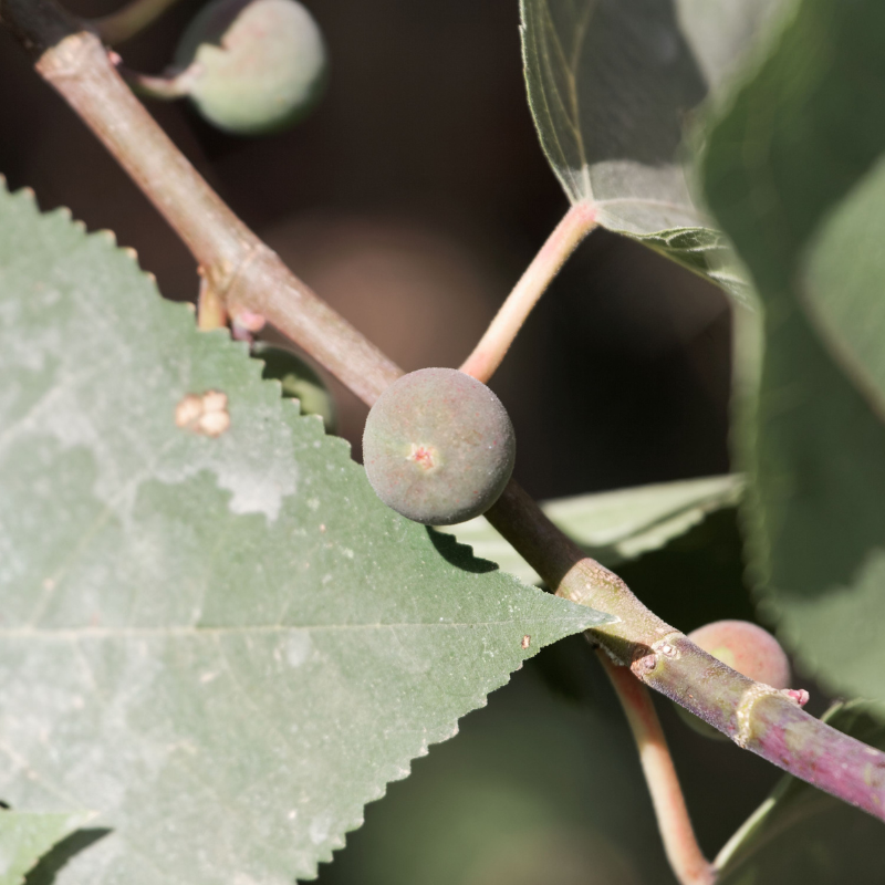 Himalayan Fig, Punjab fig, Ficus Palmata seeds - 50