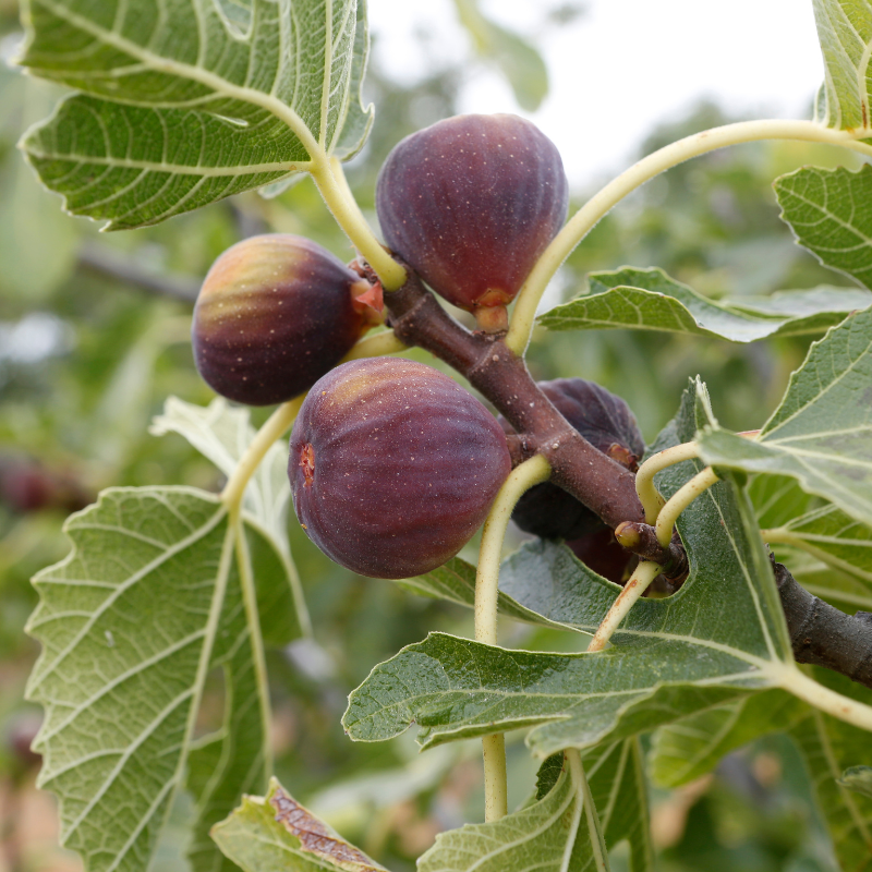 Himalayan Fig, Punjab fig, Ficus Palmata seeds - 50