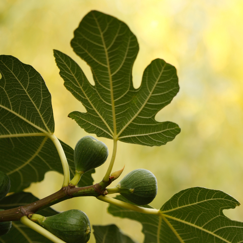 Himalayan Fig, Punjab fig, Ficus Palmata seeds - 50