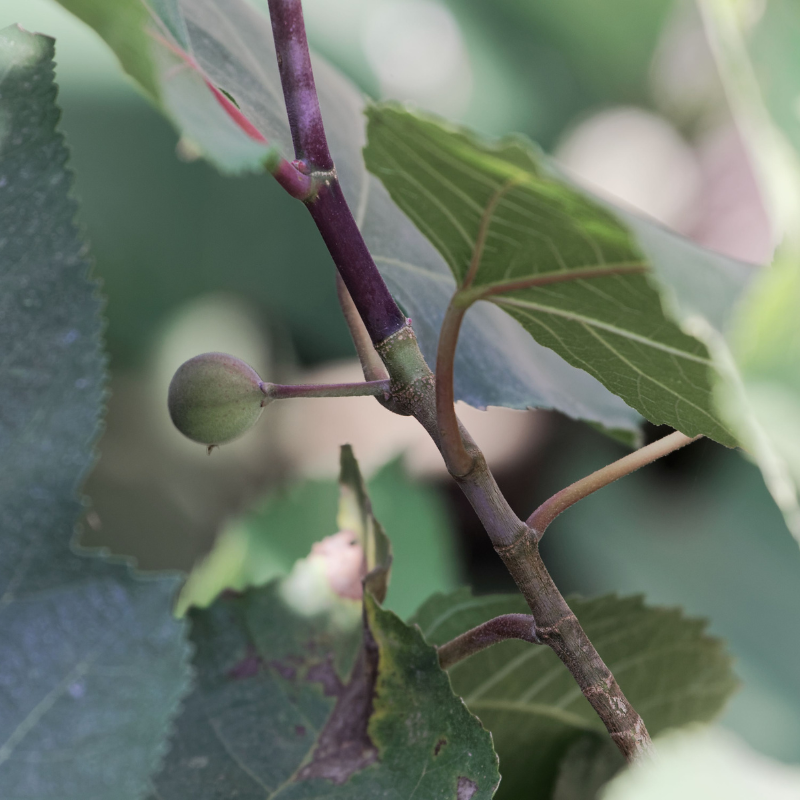 Himalayan Fig, Punjab fig, Ficus Palmata seeds - 50