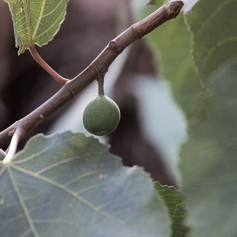 Himalayan Fig, Punjab fig, Ficus Palmata seeds - 50