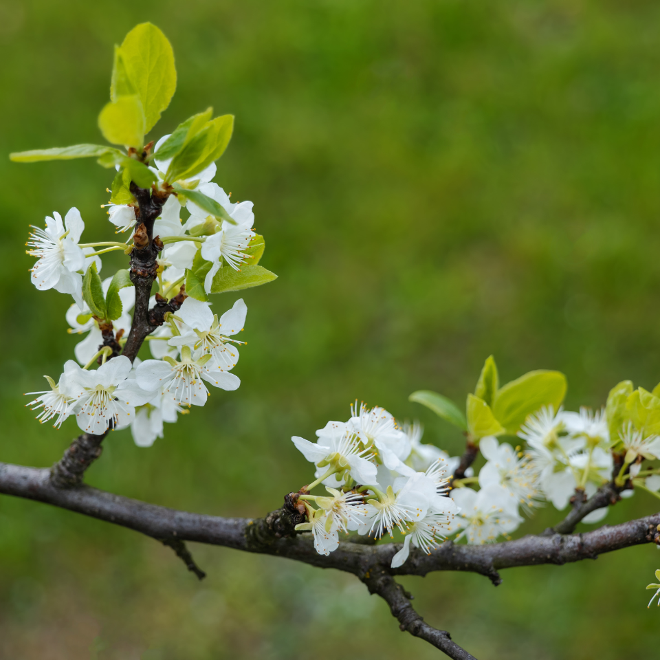 European Plum from Himalaya - 10