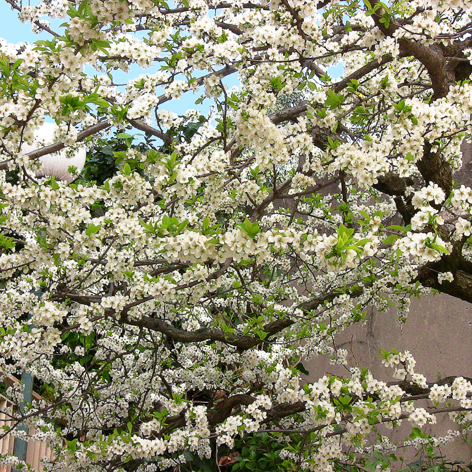 European Plum from Himalaya - 10
