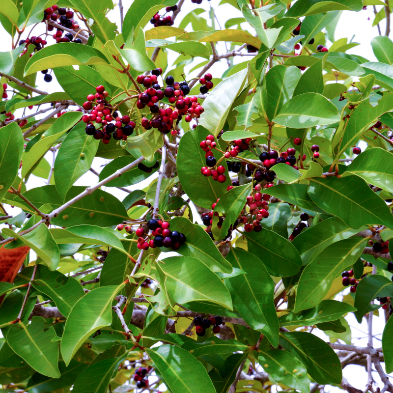 Java Plum, Jamun berry seeds - 5