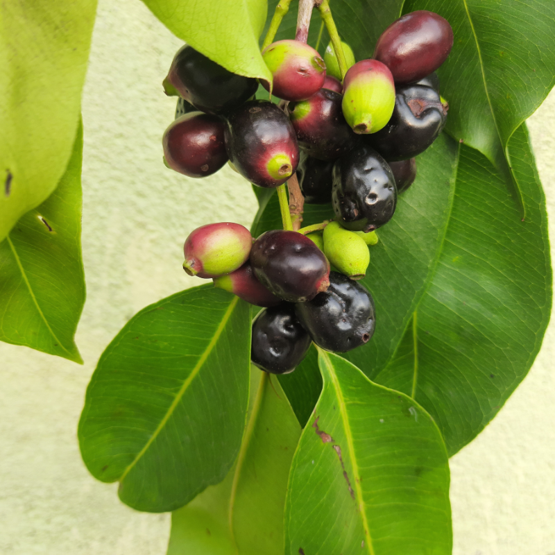 Java Plum, Jamun berry seeds - 5