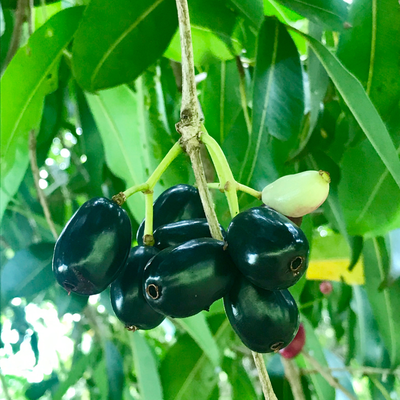 Java Plum, Jamun berry seeds - 5