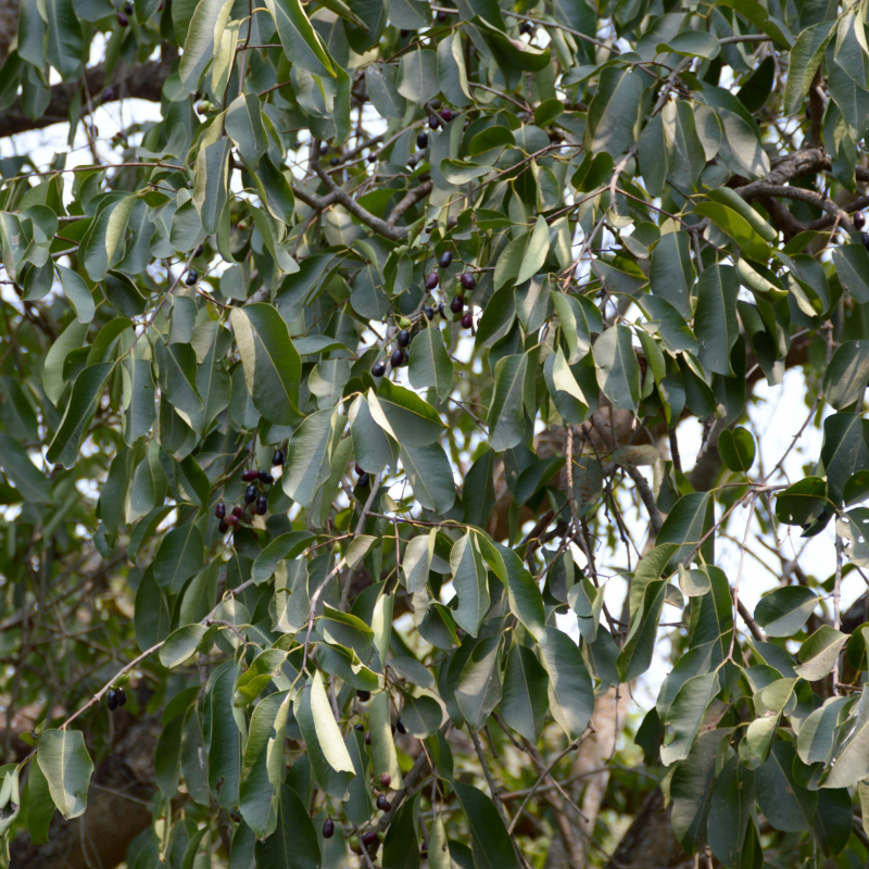 Java Plum, Jamun berry seeds - 5