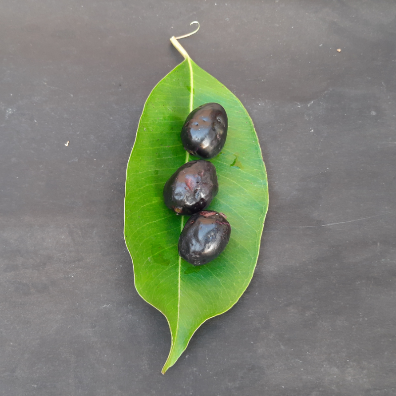 Java Plum, Jamun berry seeds - 5