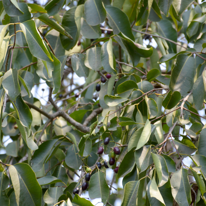 Java Plum, Jamun berry seeds - 5