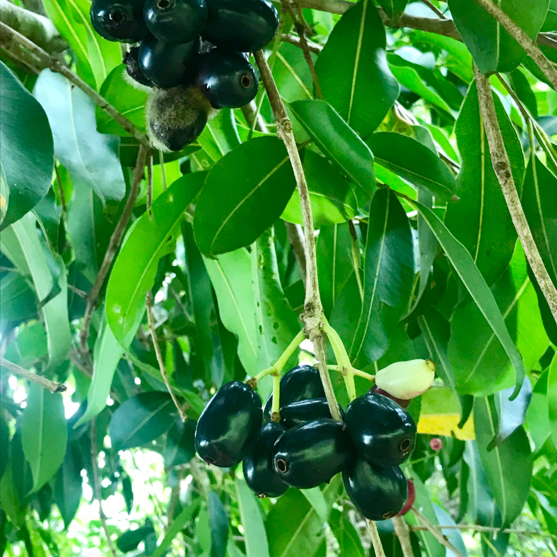 Java Plum, Jamun berry seeds - 5