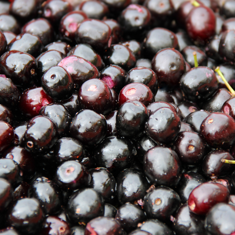 Java Plum, Jamun berry seeds - 5