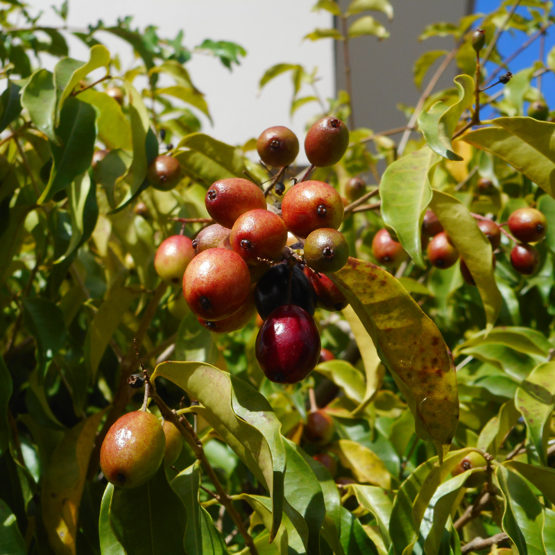 Java Plum, Jamun berry seeds - 5