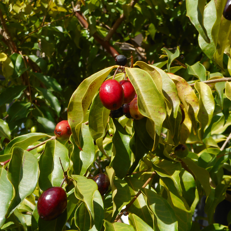 Java Plum, Jamun berry seeds - 5