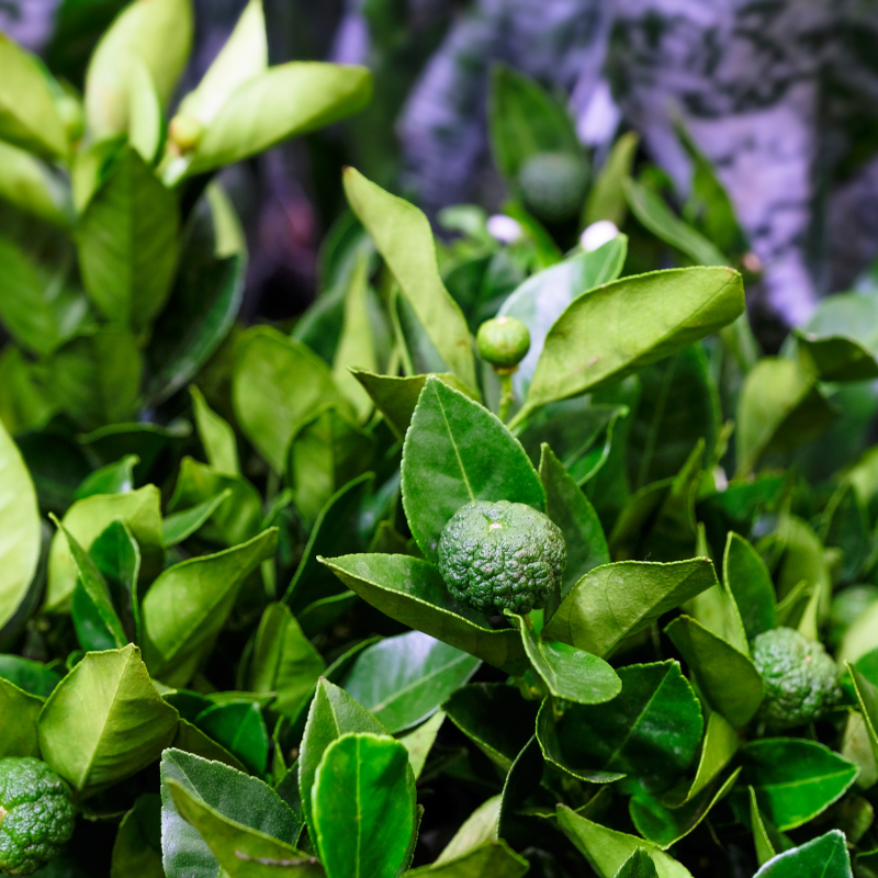 Sweet lime seeds, Citrus limetta seeds - 10