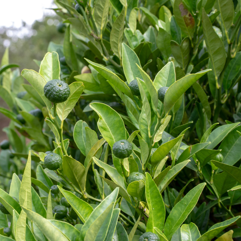 Sweet lime seeds, Citrus limetta seeds - 10