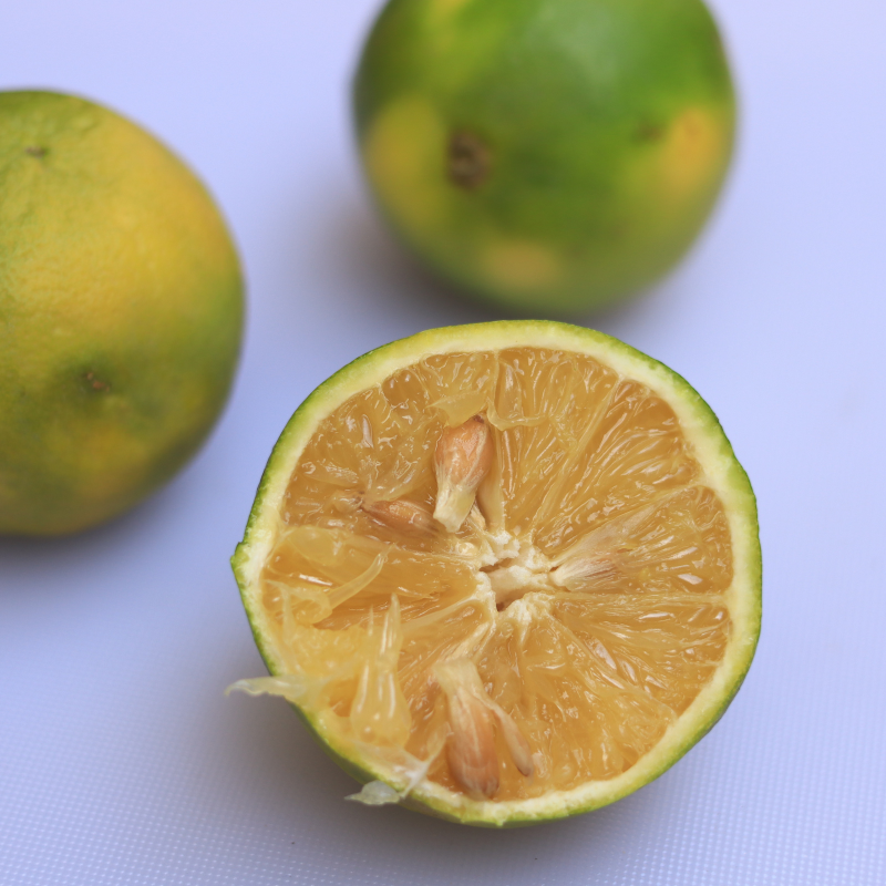 Sweet lime seeds, Citrus limetta seeds - 10