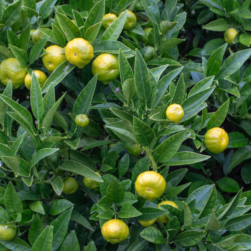 Sweet lime seeds, Citrus limetta seeds - 10