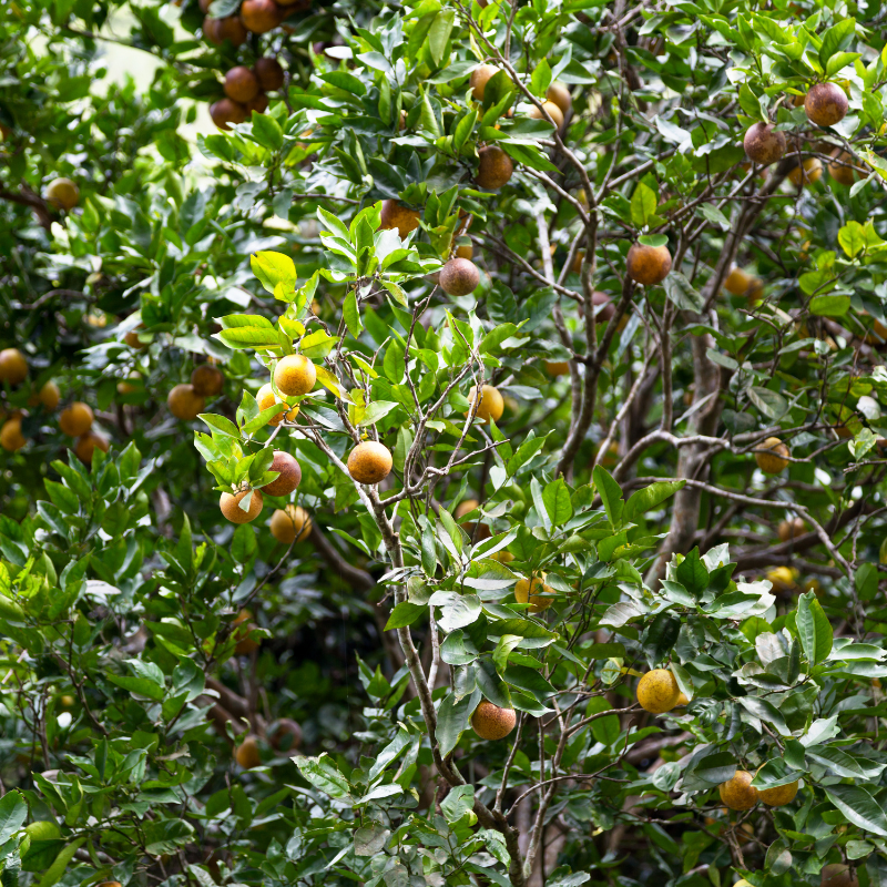 Sweet lime seeds, Citrus limetta seeds - 10