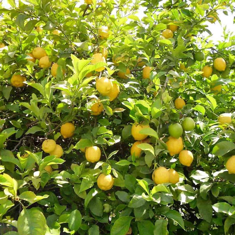 Lemon seeds (Citrus limon) - 25