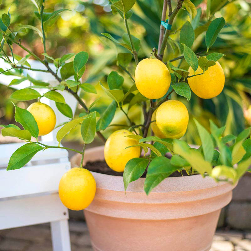Lemon seeds (Citrus limon) - 25