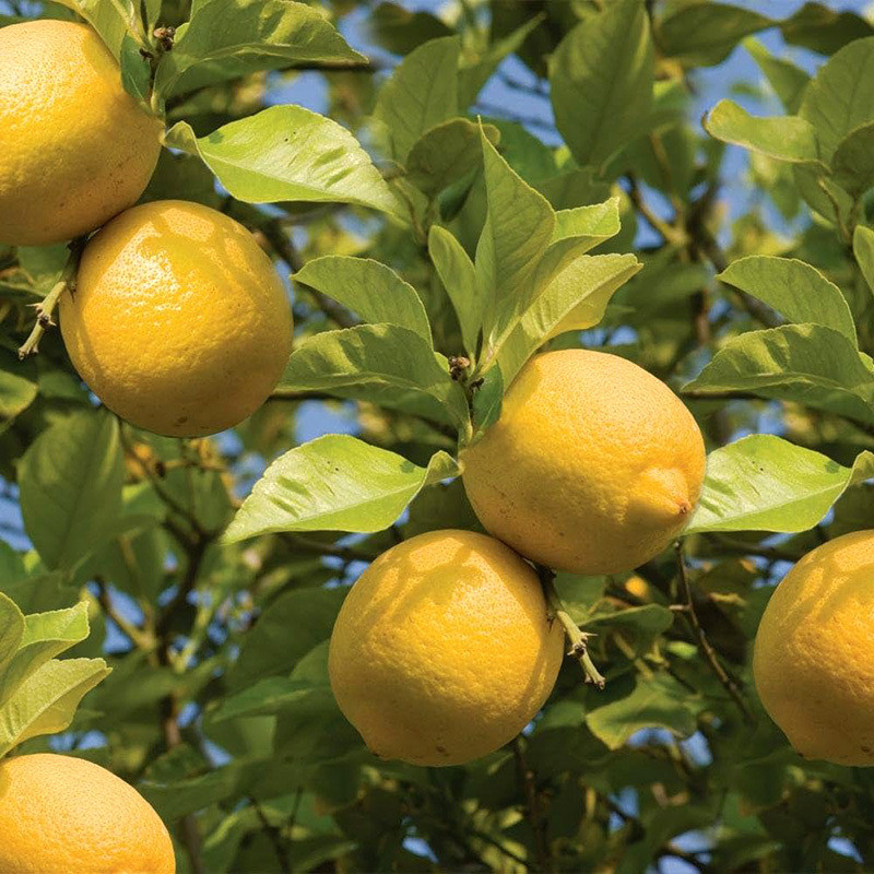 Lemon seeds (Citrus limon) - 25