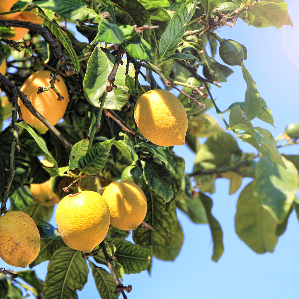 Lemon seeds (Citrus limon) - 25