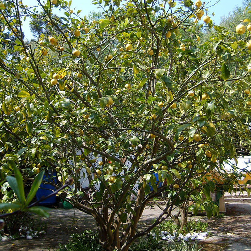 Lemon seeds (Citrus limon) - 25