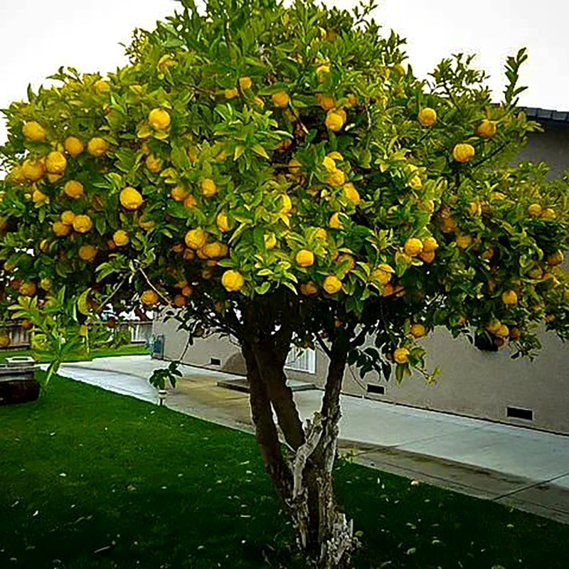 Lemon seeds (Citrus limon) - 25