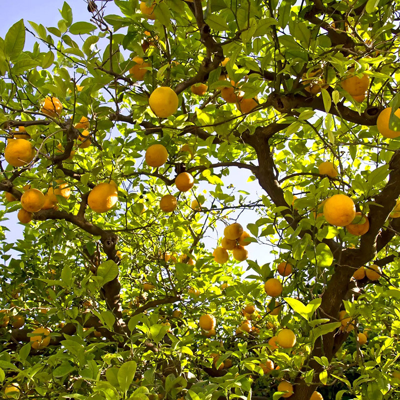 Lemon seeds (Citrus limon) - 25