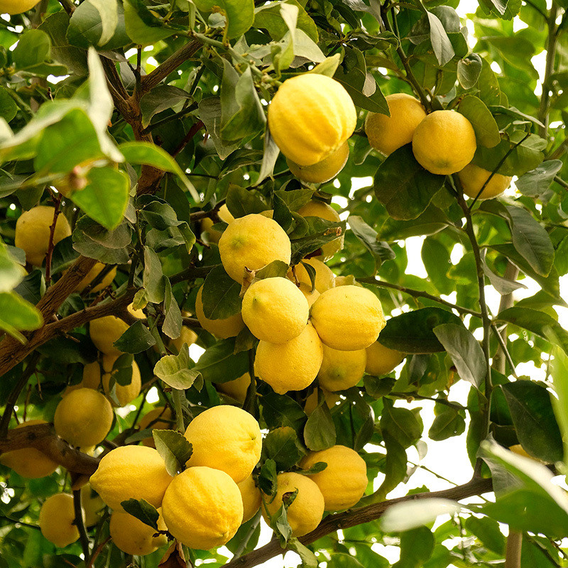 Lemon seeds (Citrus limon) - 25