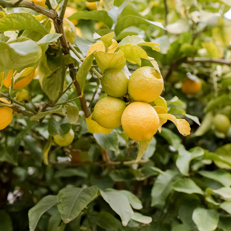 Lemon seeds (Citrus limon) - 25