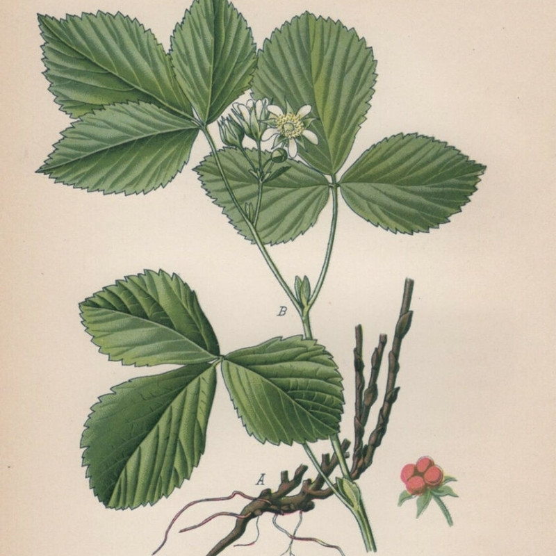 Stone bramble, Rubus Saxatilis Seeds - 15