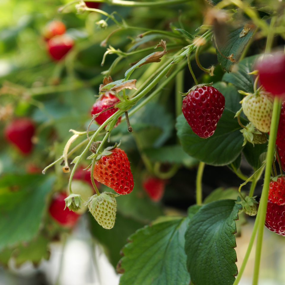 Giant Strawberry seeds - 10