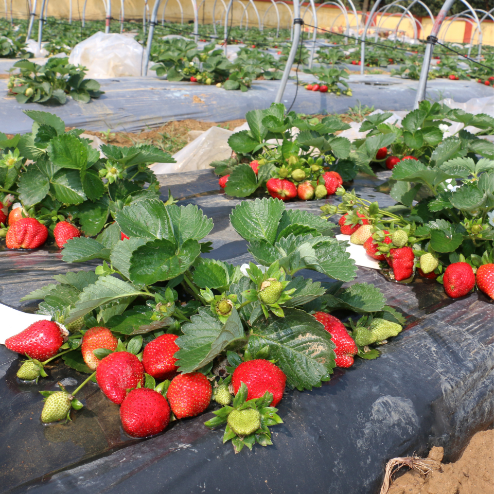 Giant Strawberry seeds - 10