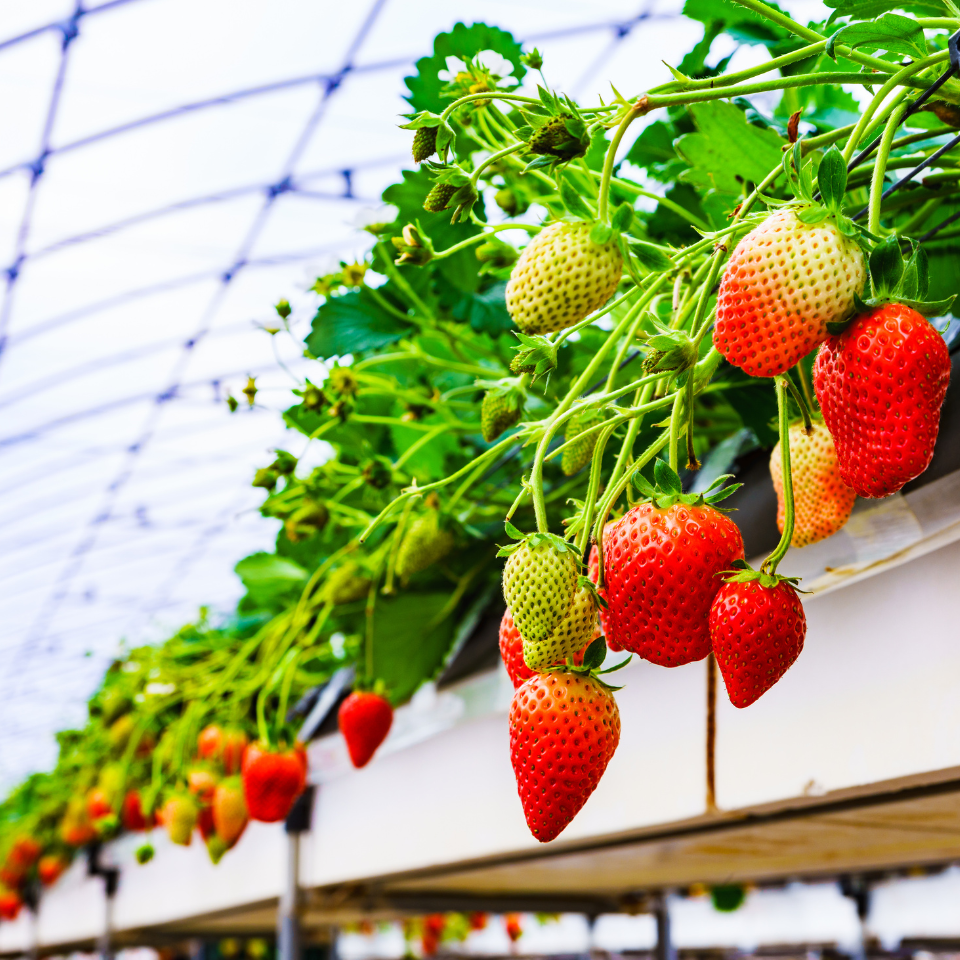 Giant Strawberry seeds - 10