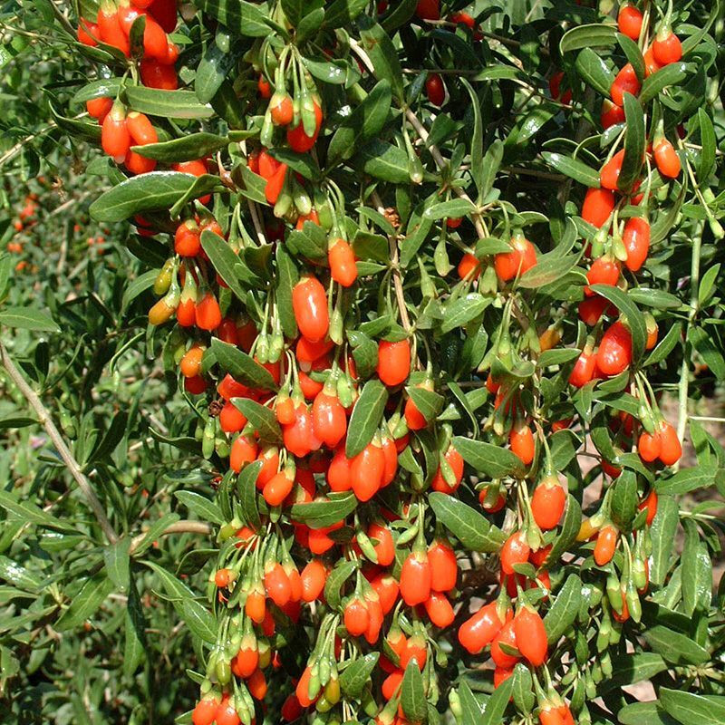 Goji Berry seeds (Lycium barbarum) - 100