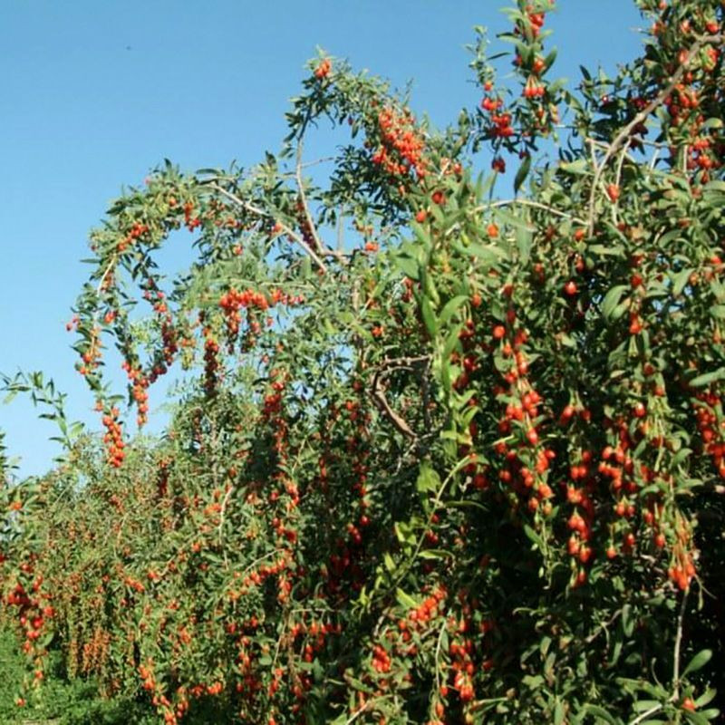 Goji Berry seeds (Lycium barbarum) - 100