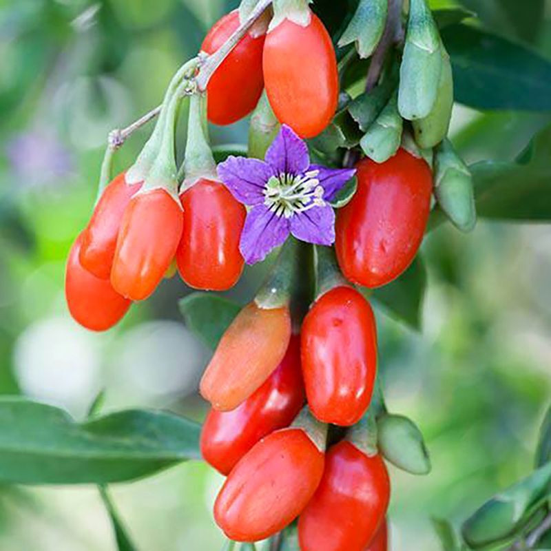 Goji Berry seeds (Lycium barbarum) - 100