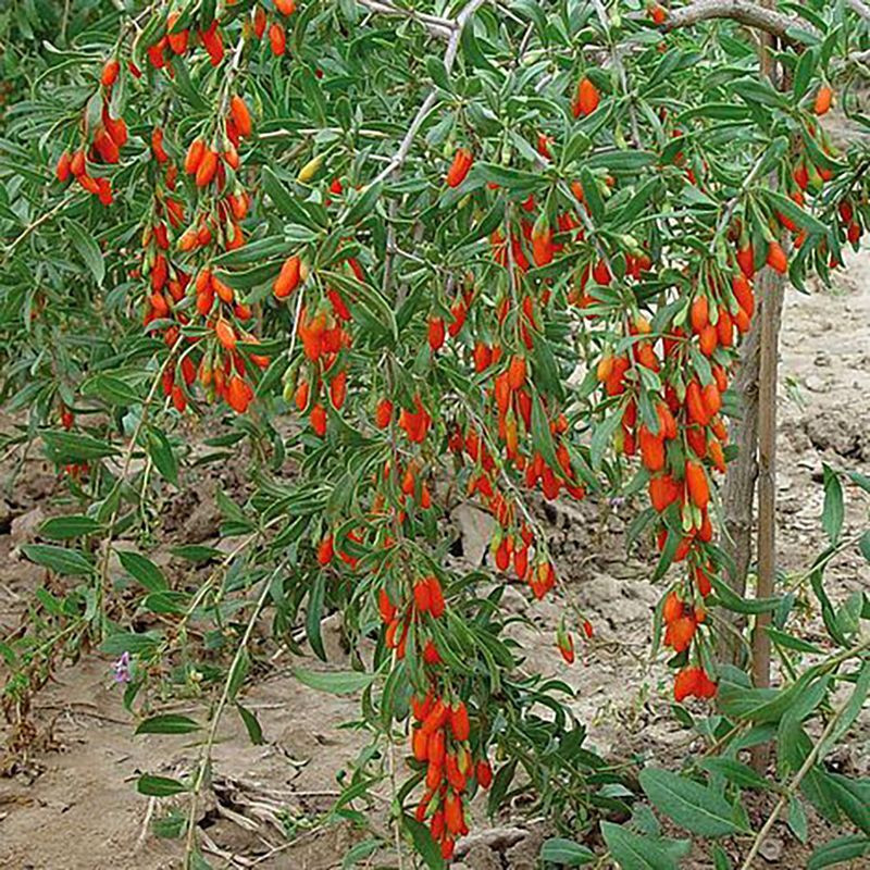 Goji Berry seeds (Lycium barbarum) - 100
