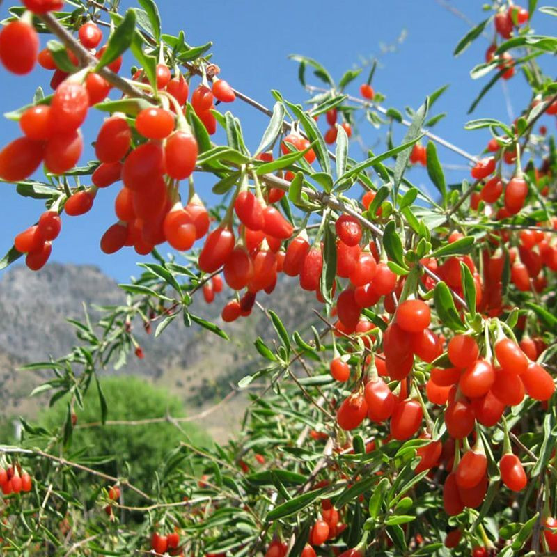 Goji Berry seeds (Lycium barbarum) - 100