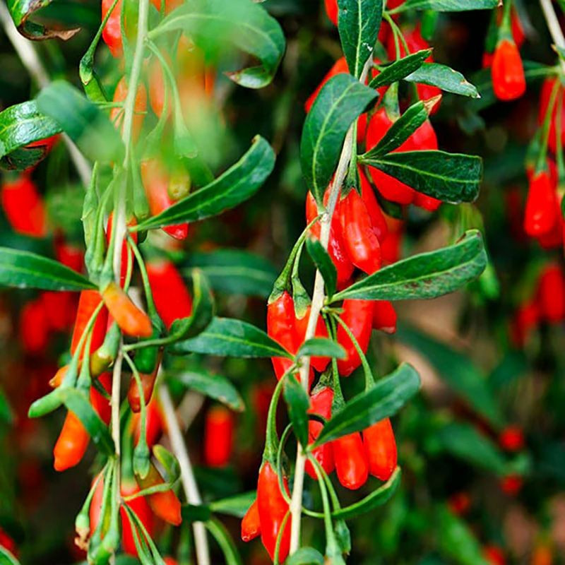 Goji Berry seeds (Lycium barbarum) - 100