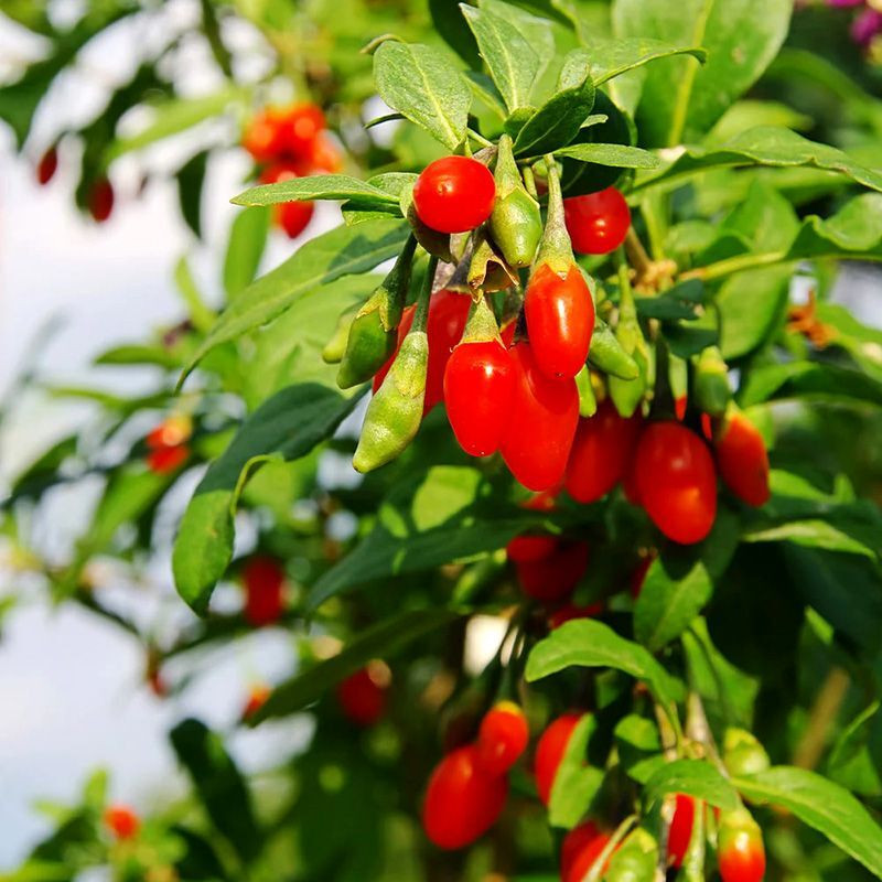 Goji Berry seeds (Lycium barbarum) - 100