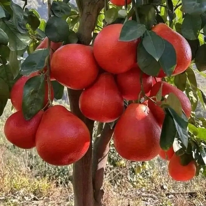 Citrus Maxima, Pomelo Red, Shaddock Seeds - 5