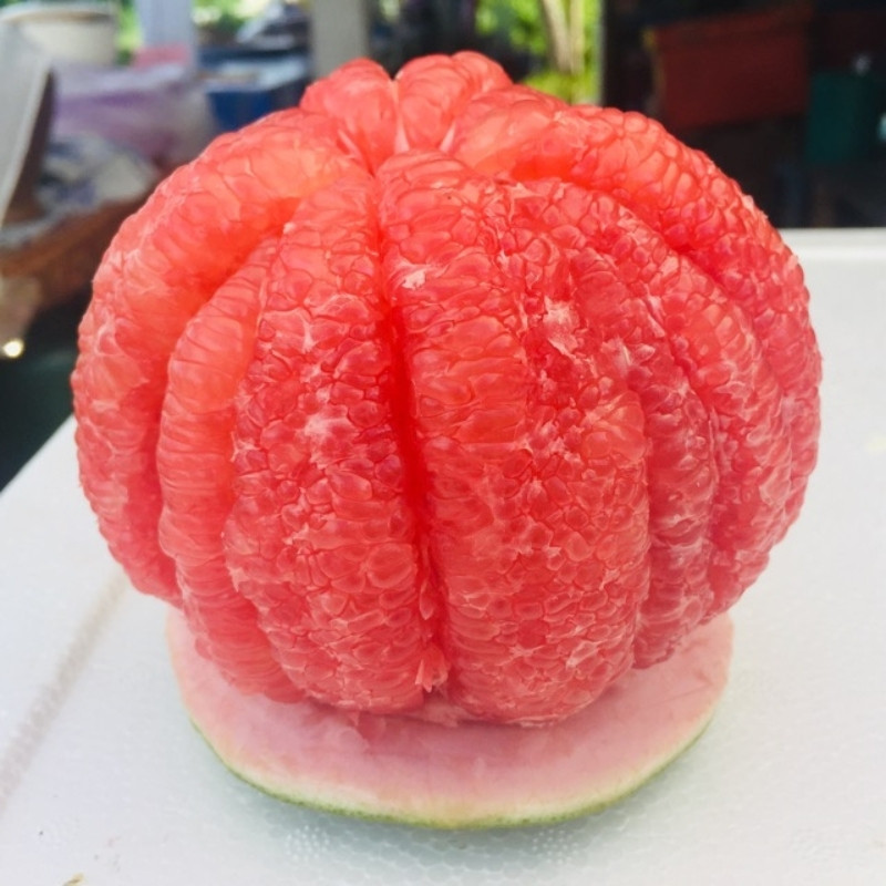 Citrus Maxima, Pomelo Red, Shaddock Seeds - 5